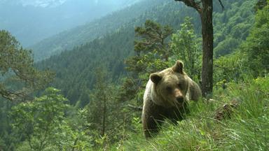 Bär im Trentino, Oberitalien