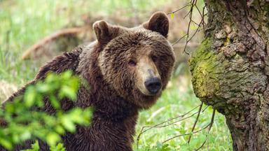 Braunbär