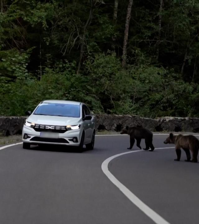 Auf einer Bergstraße in Rumänien treffen Autofahrer immer wieder Bären.