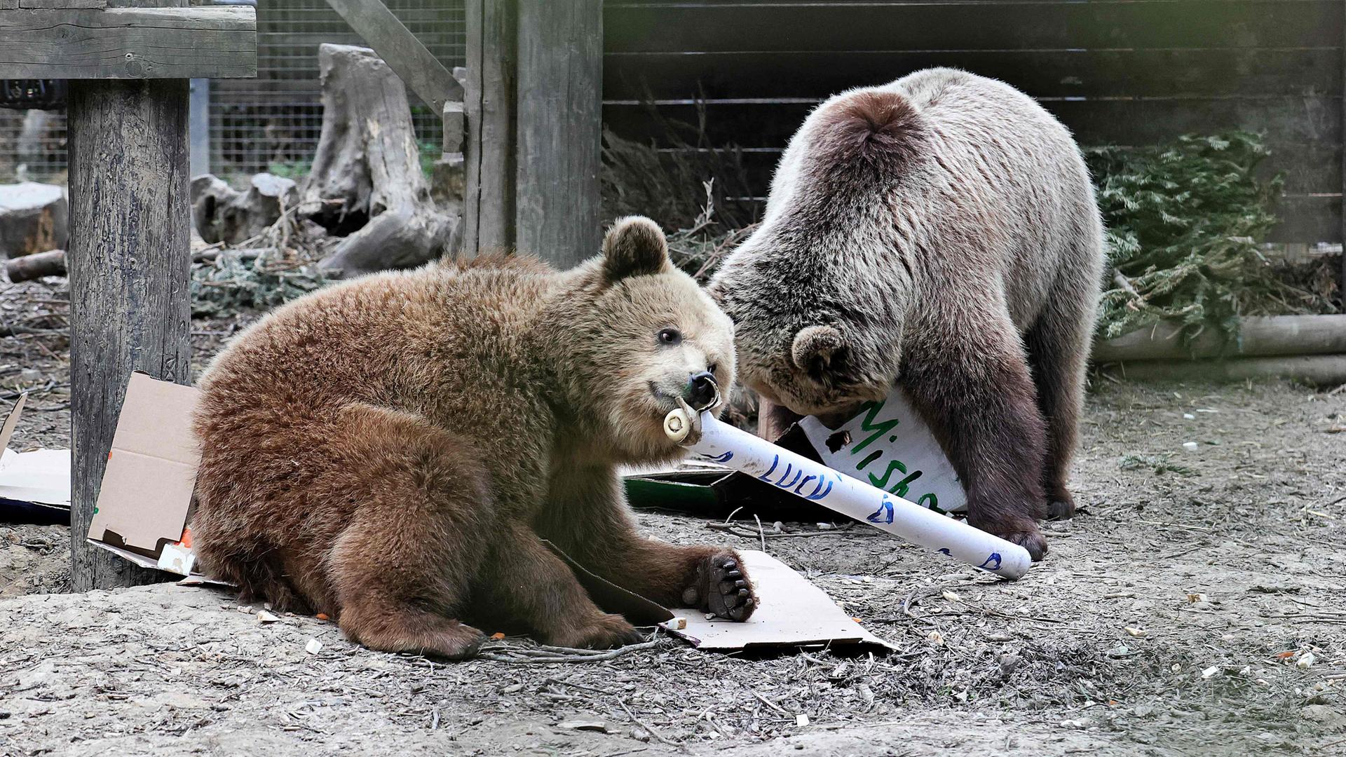 Die Bären Misha und Lucy in ihrem Gehege im Wildwood Devon in Ottery St Mary im Südwesten Englands.