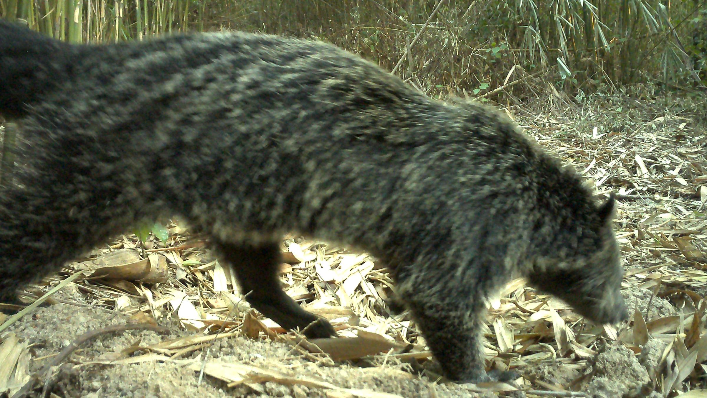 Eine Bärenkatze im Nam Khong National Park in Laos