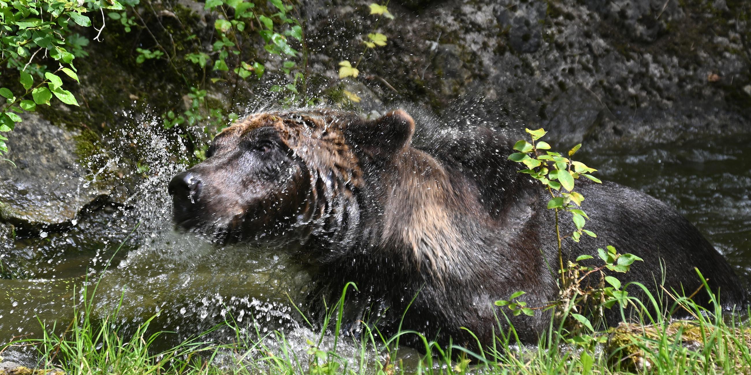 Braunbär schüttelt sich nach einem Bad 