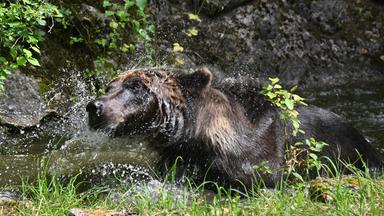 Braunbär schüttelt sich nach einem Bad 