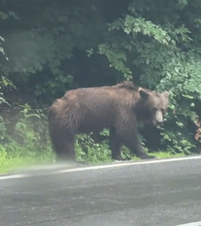 Ein Bär läuft an einer Straße in Rumänien entlang.