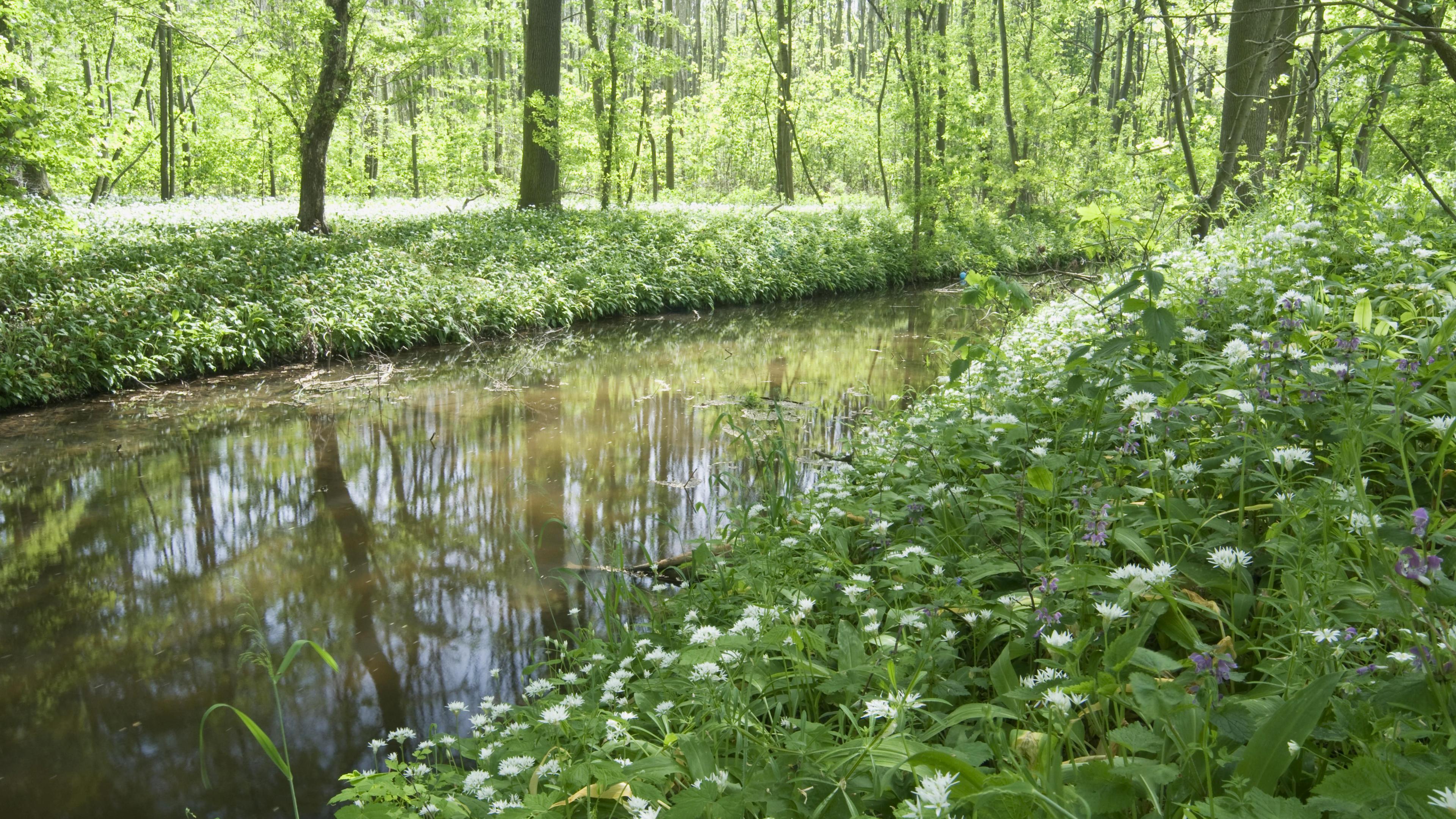 Bärlauch im Leipziger Auwald, aufgenommen am 30.04.2012