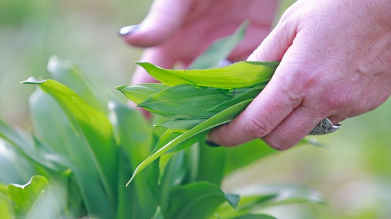 Zwei Hände pflücken wilden Bärlauch.