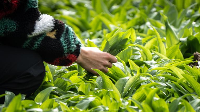 Eine Person sammelt wild wachsenden Bärlauch.