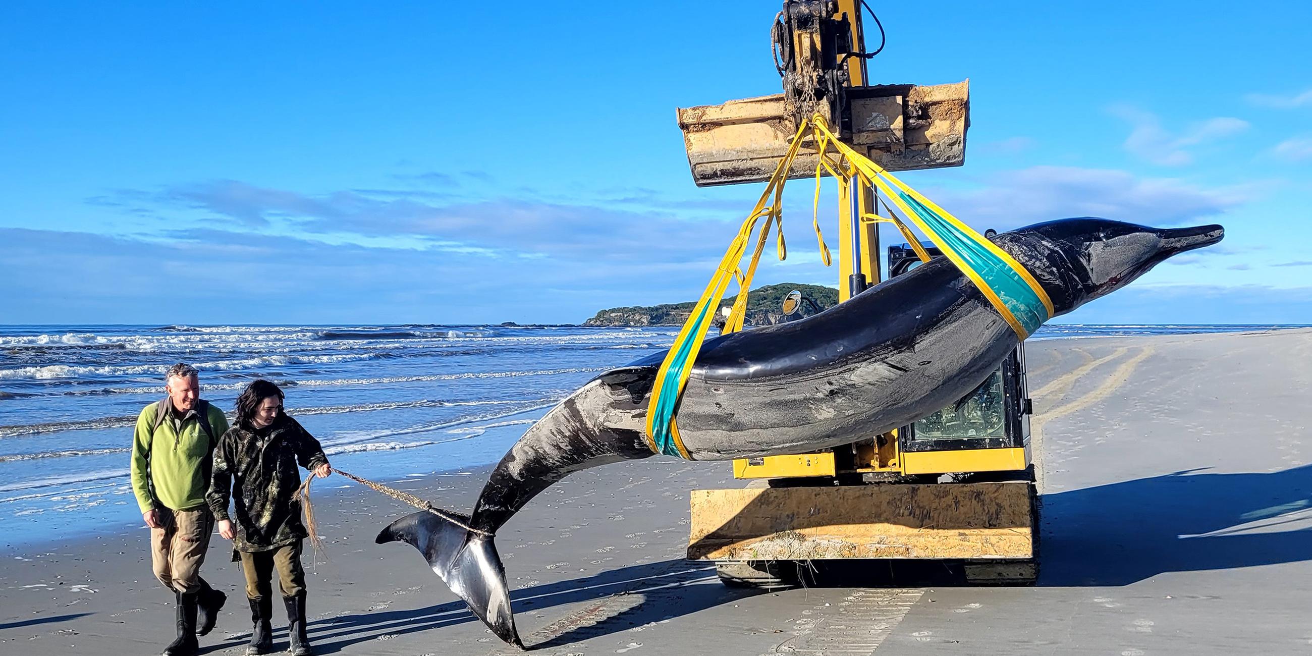 Die vom New Zealand Department of Conservation zur Verfügung gestellte Aufnahme zeigt einen Bahamonde-Schnabelwal, der an einem Strand in der Region Otago an Land gespült wurde