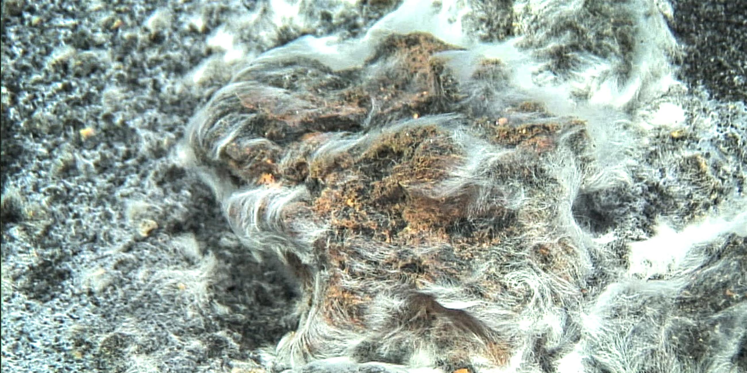 Thiolava veneris
