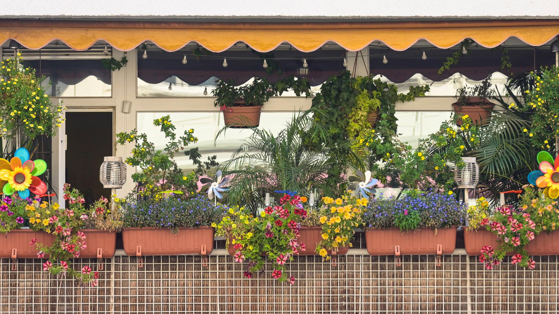 Balkon mit üppig blühenden Sommerblumen bepflanzter Balkon.