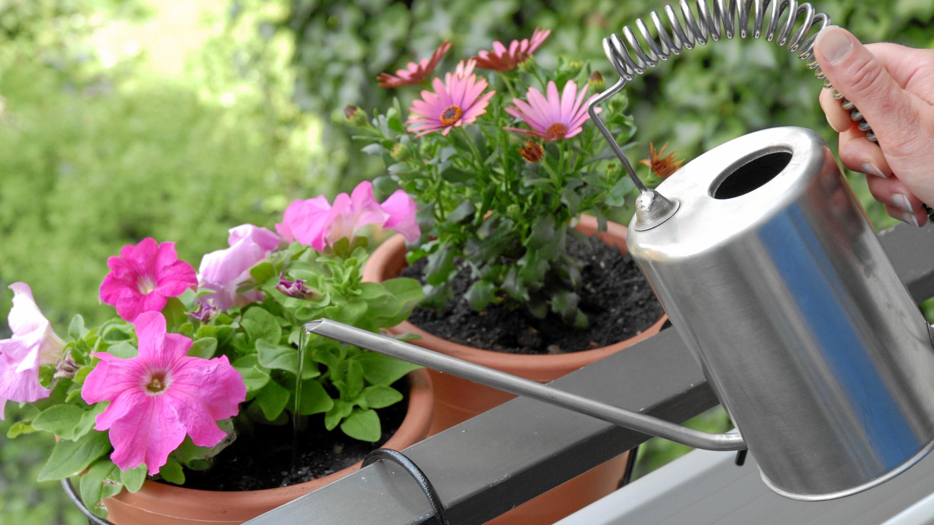 Balkon-Blumen werden gegossen