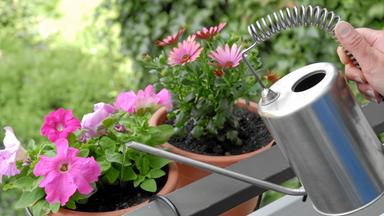 So gelingt die Balkonbepflanzung für den Sommer