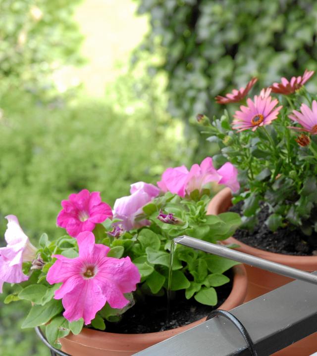 Blumen werden auf einem Balkon mit Gießkanne gegossen.