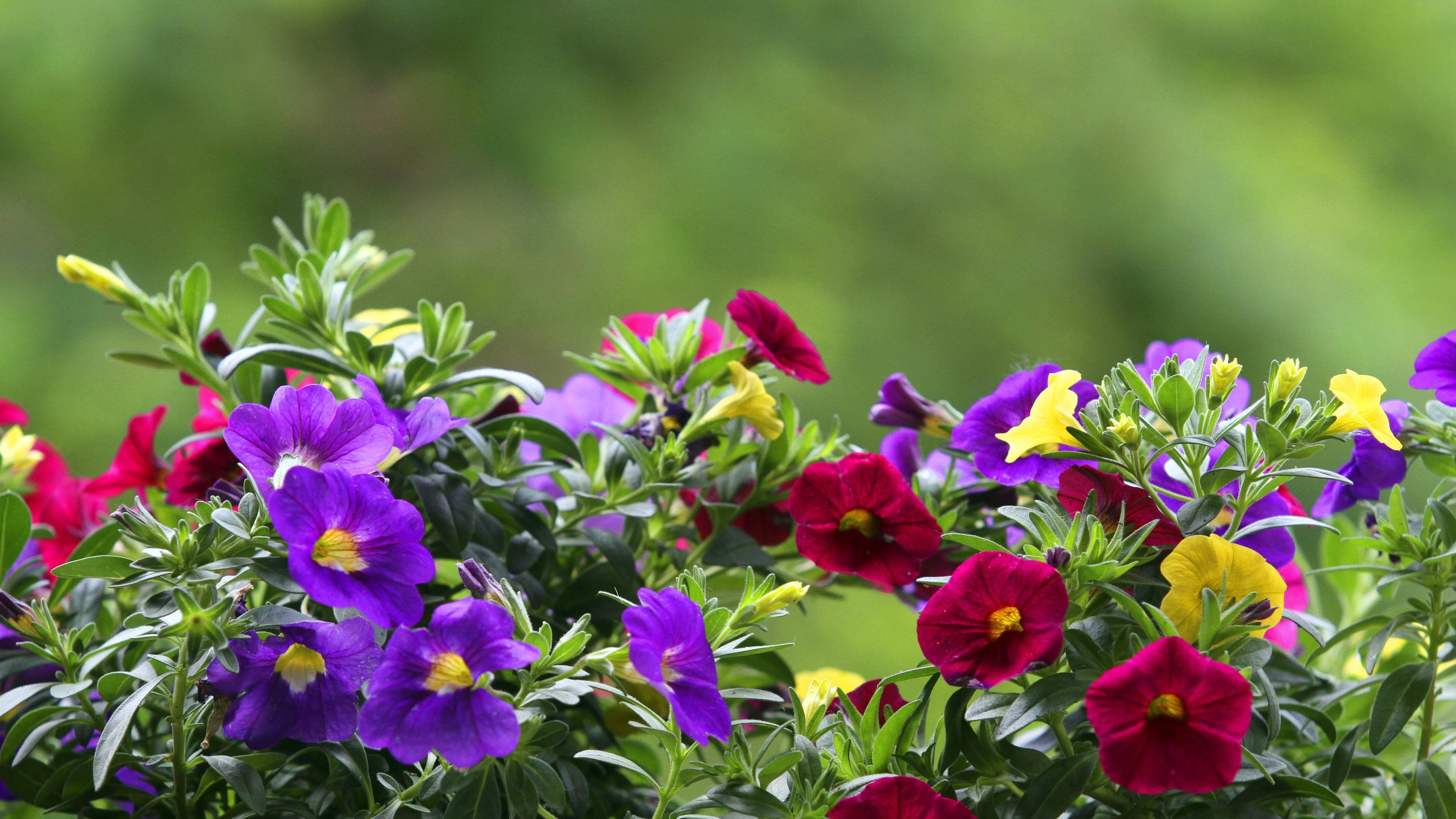 Balkonkasten mit Blumen