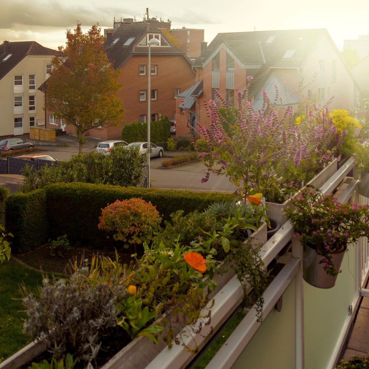Balkonpflanzen fr Herbst und Winter: Tipps zur Herbstbepflanzung