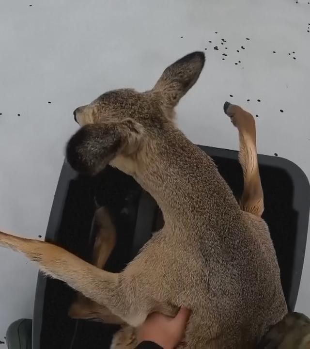 Ein Reh wird vom Eis gerettet