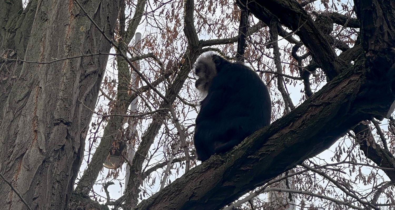  Der aus dem Zoo Leipzig gestohlene Bartaffe Ruma sitzt in einem Baum nahe eines Mehrfamilienhauses im südlichen Stadtteil Reudnitz.