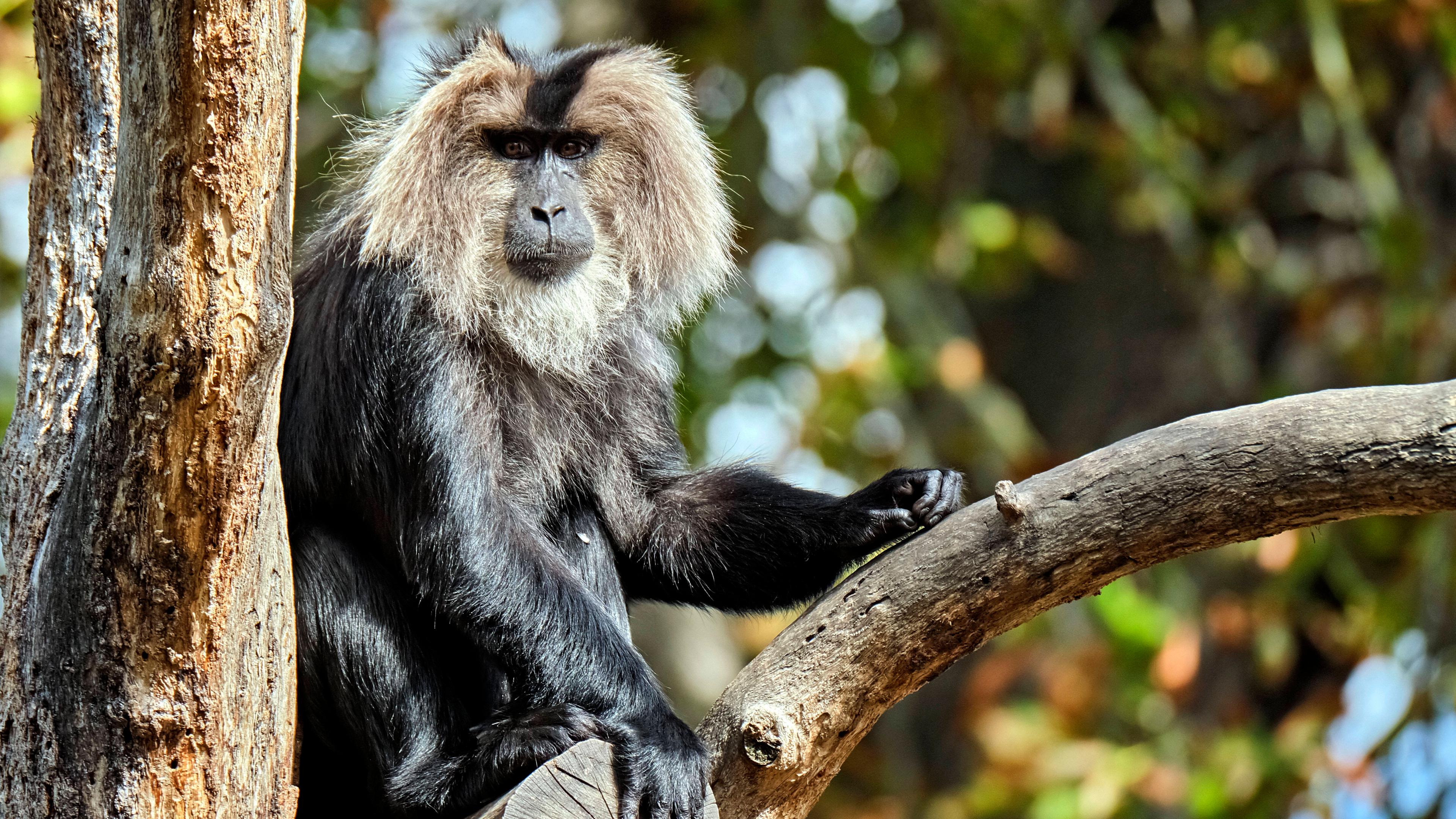 Bartaffe oder Wanderu (Macaca silenus) im Zoo Leipzig