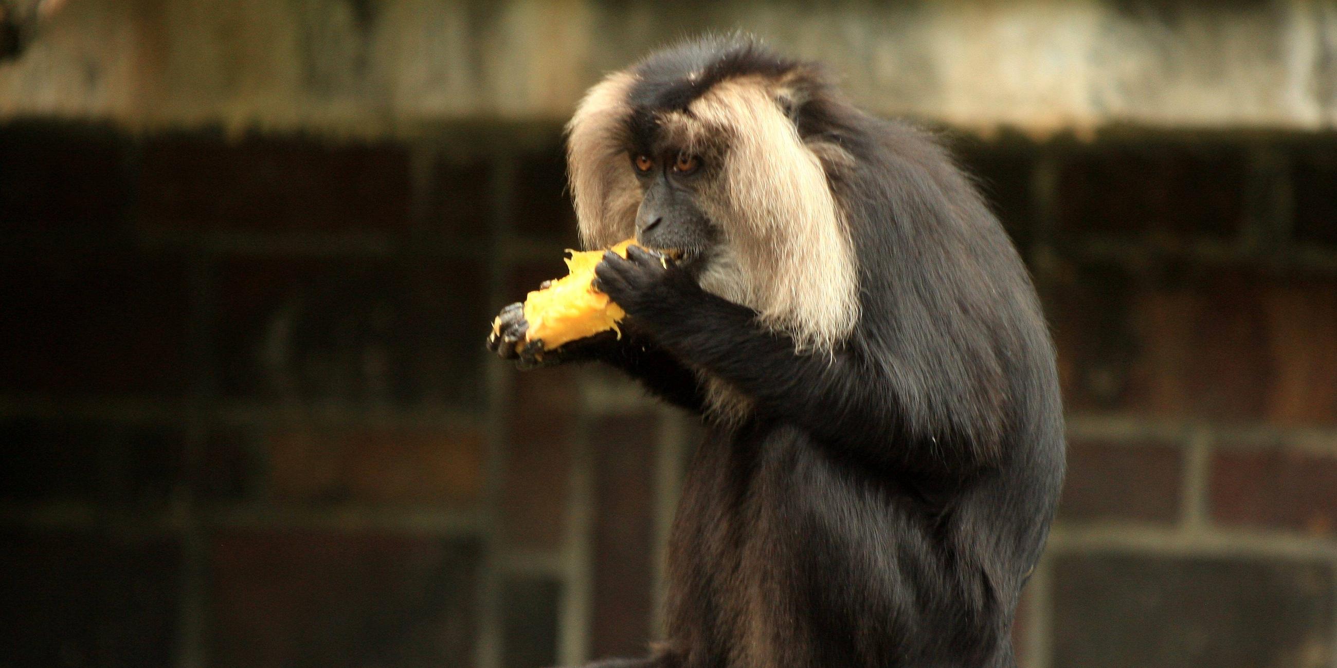 Bartaffe oder Wanderu (Macaca silenus) im Zoo Leipzig.