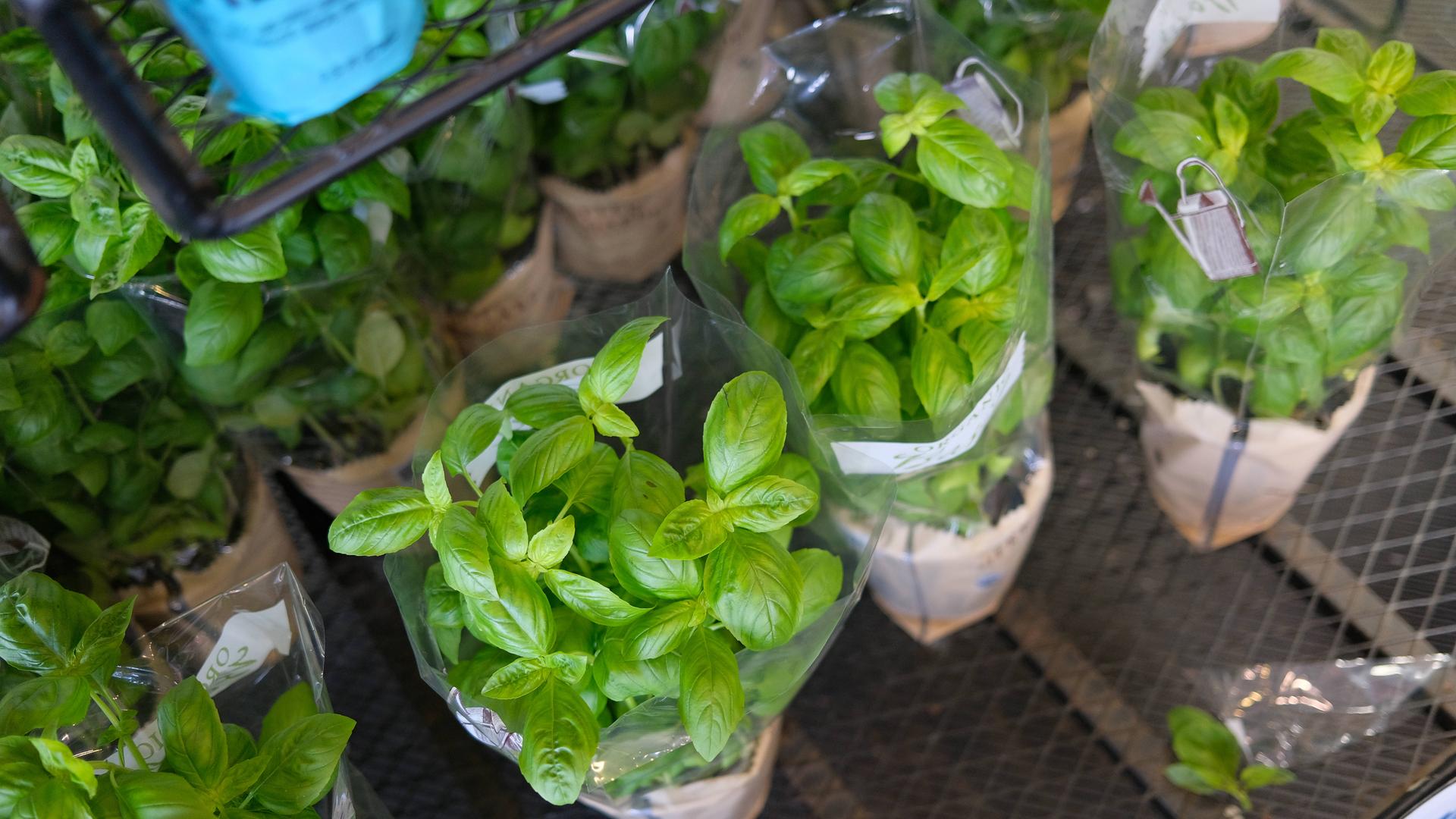 Mehrere Töpfe mit Basilikum aufgereiht im Supermarkt