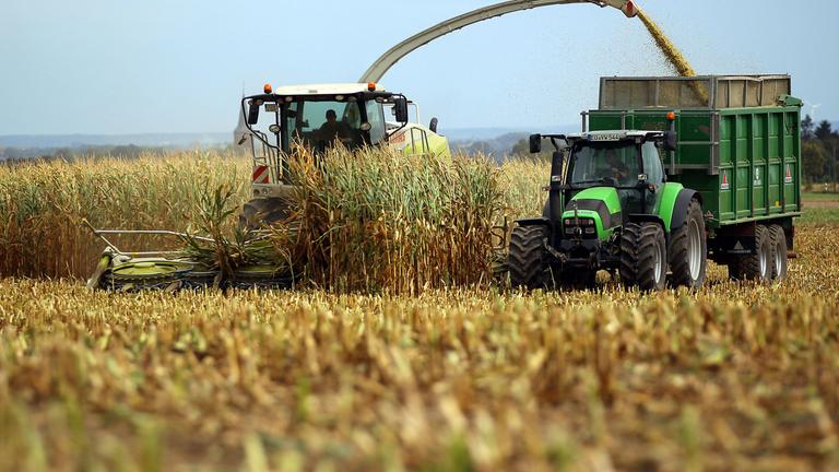Ein Bauer erntet Mais mit einer Erntemaschine auf einem großen Maisfeld. 