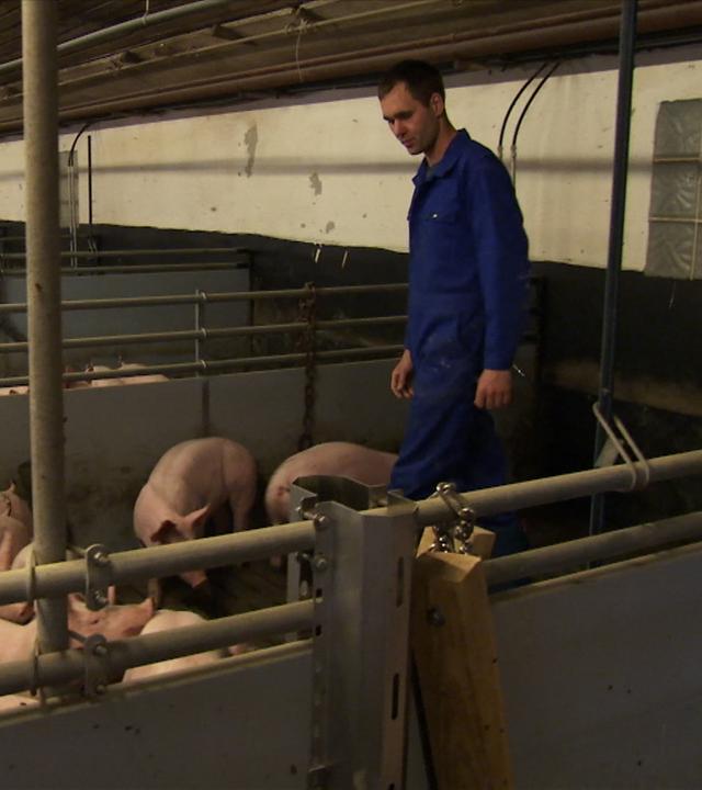 Schweinemäster im Stall