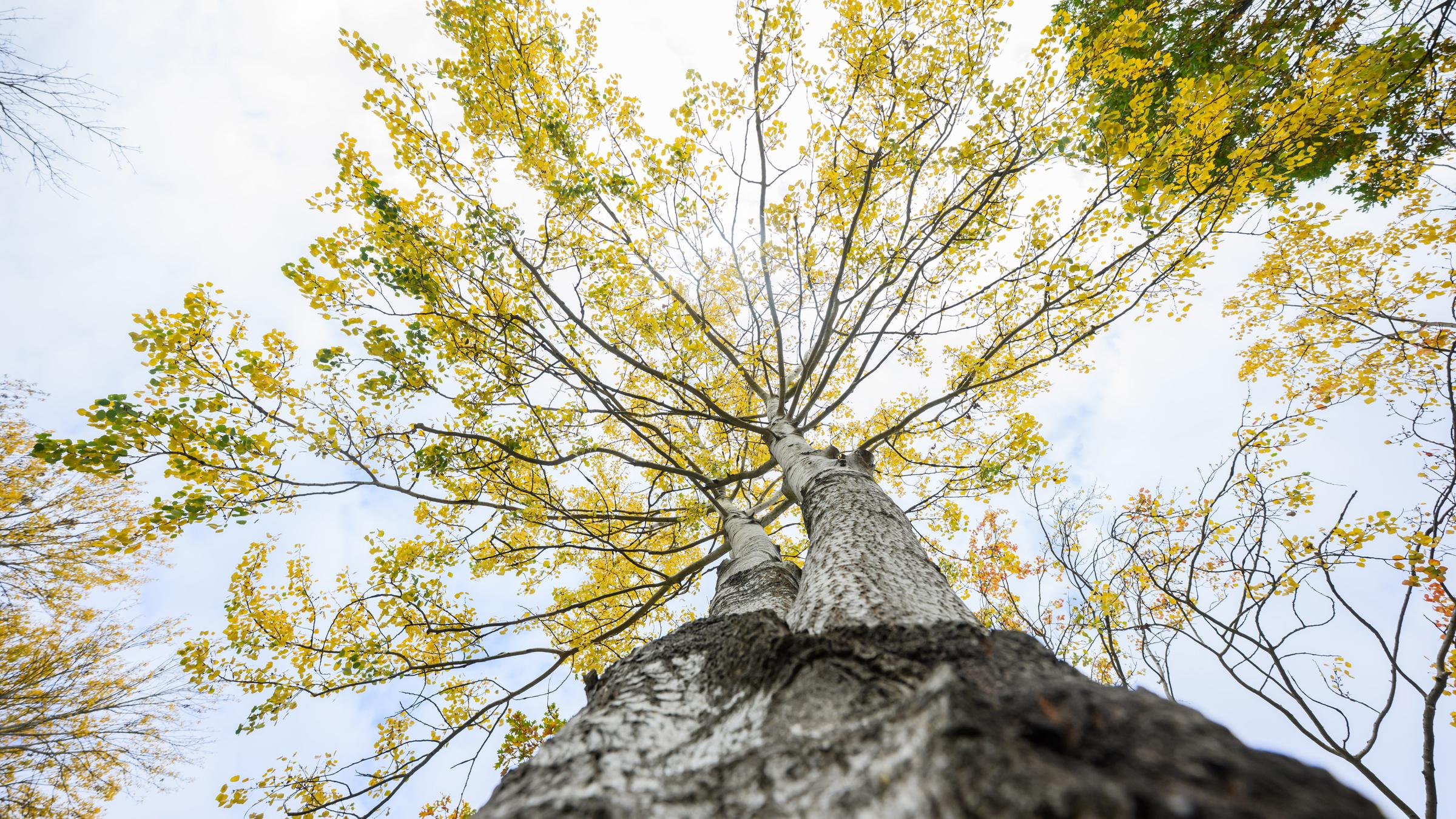 Die Baumkrone einer Zitterpappel aus der Froschperspektive.