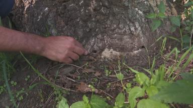 Baum mit Chemikalien vergiftet