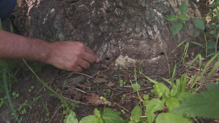 Baum mit Chemikalien vergiftet