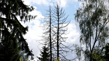 Baumsterben in Deutschen Wäldern (Symbolfoto)