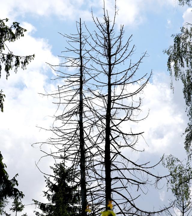 Baumsterben in Deutschen Wäldern (Symbolfoto)