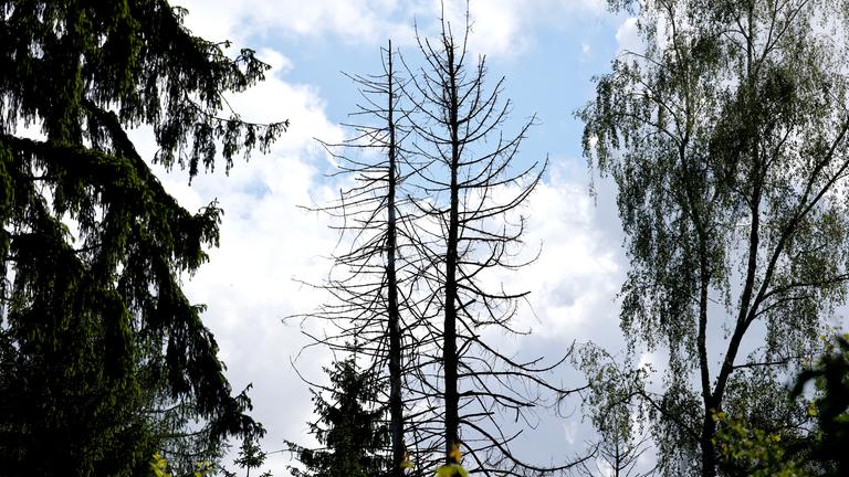 Baumsterben in Deutschen Wäldern (Symbolfoto)