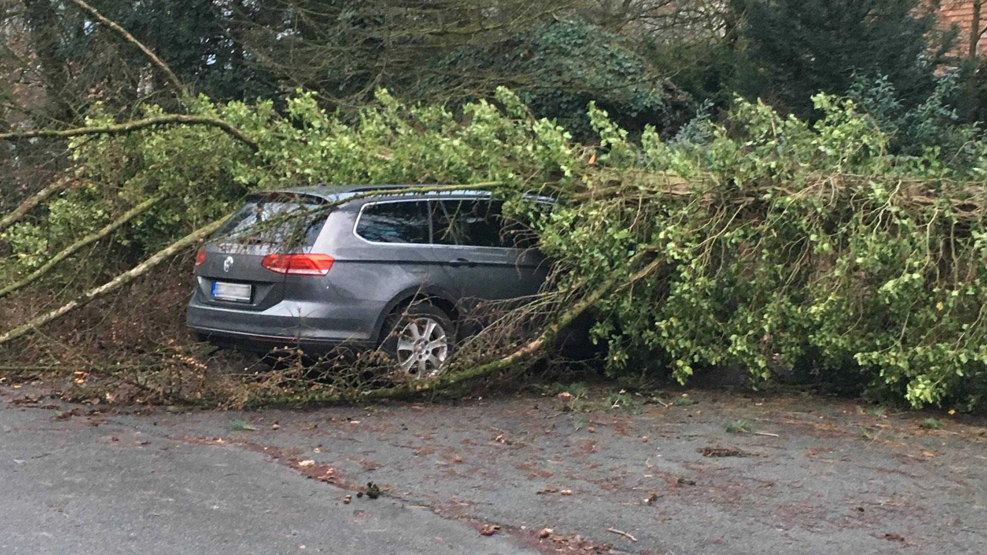 Umgestürzter Baum, der auf ein parkendes Auto gefallen ist.