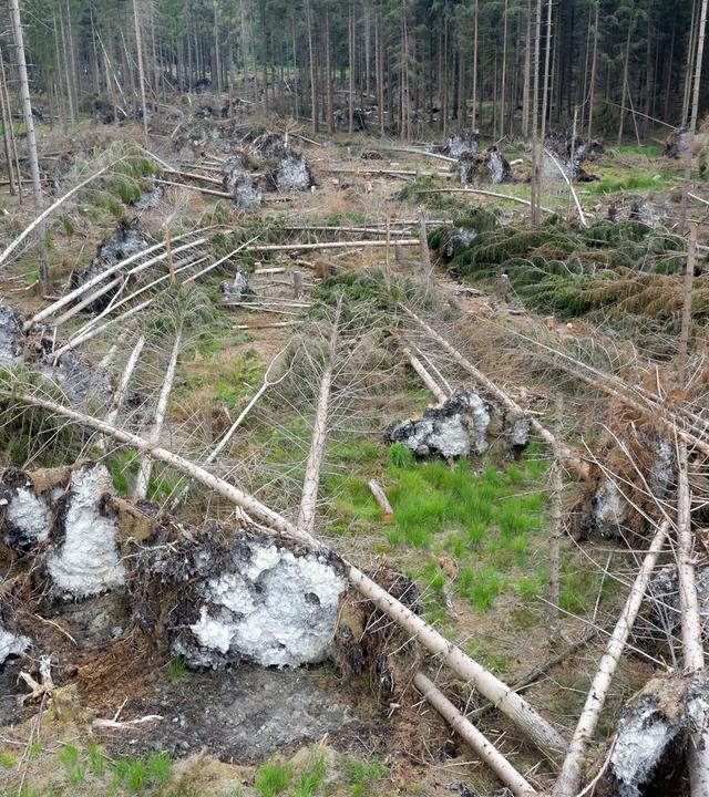 Baumwurf im Wald durch Wind