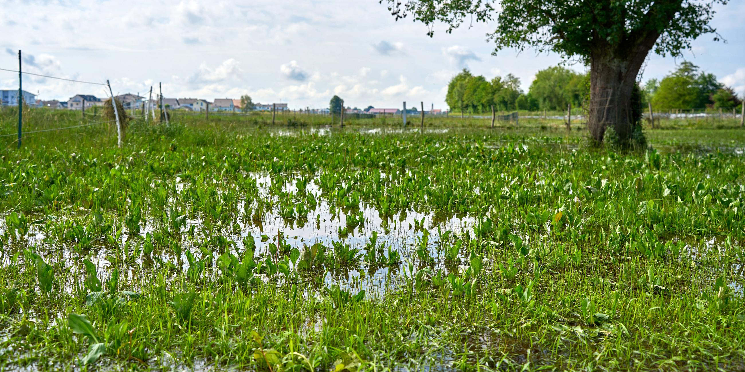 Überreste einer überfluteten Wiese