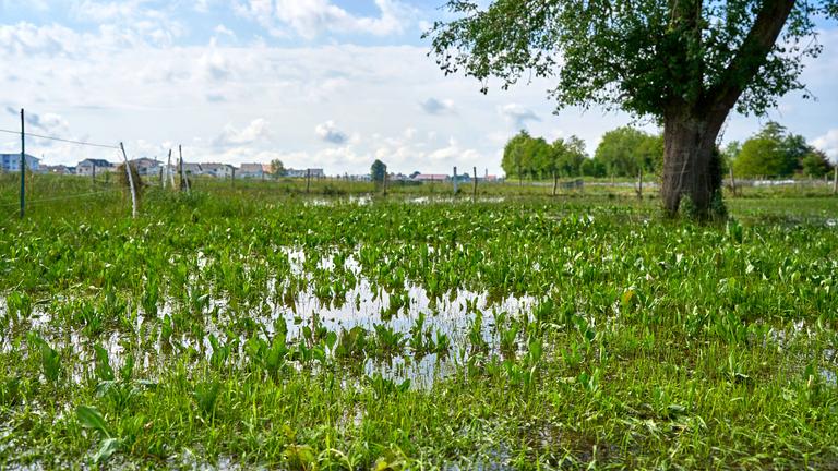 Überreste einer überfluteten Wiese