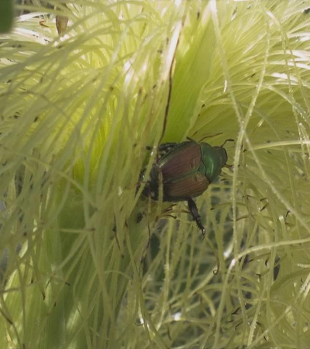 Bayern wappnet sich gegen Japankäfer