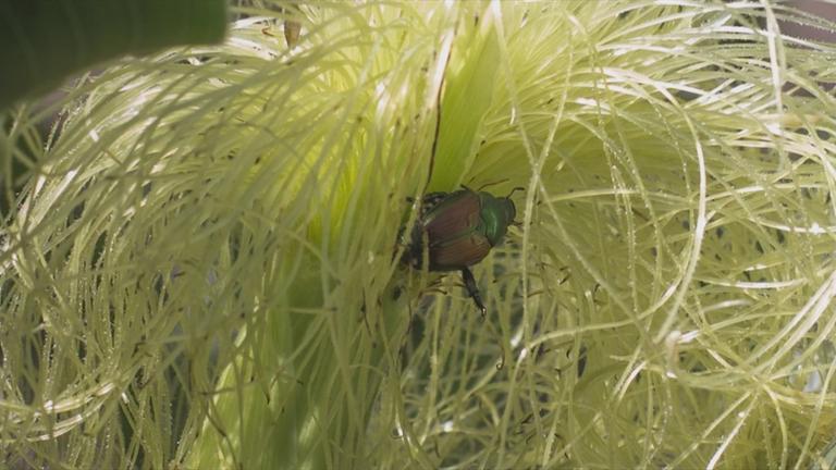 Bayern wappnet sich gegen Japankäfer