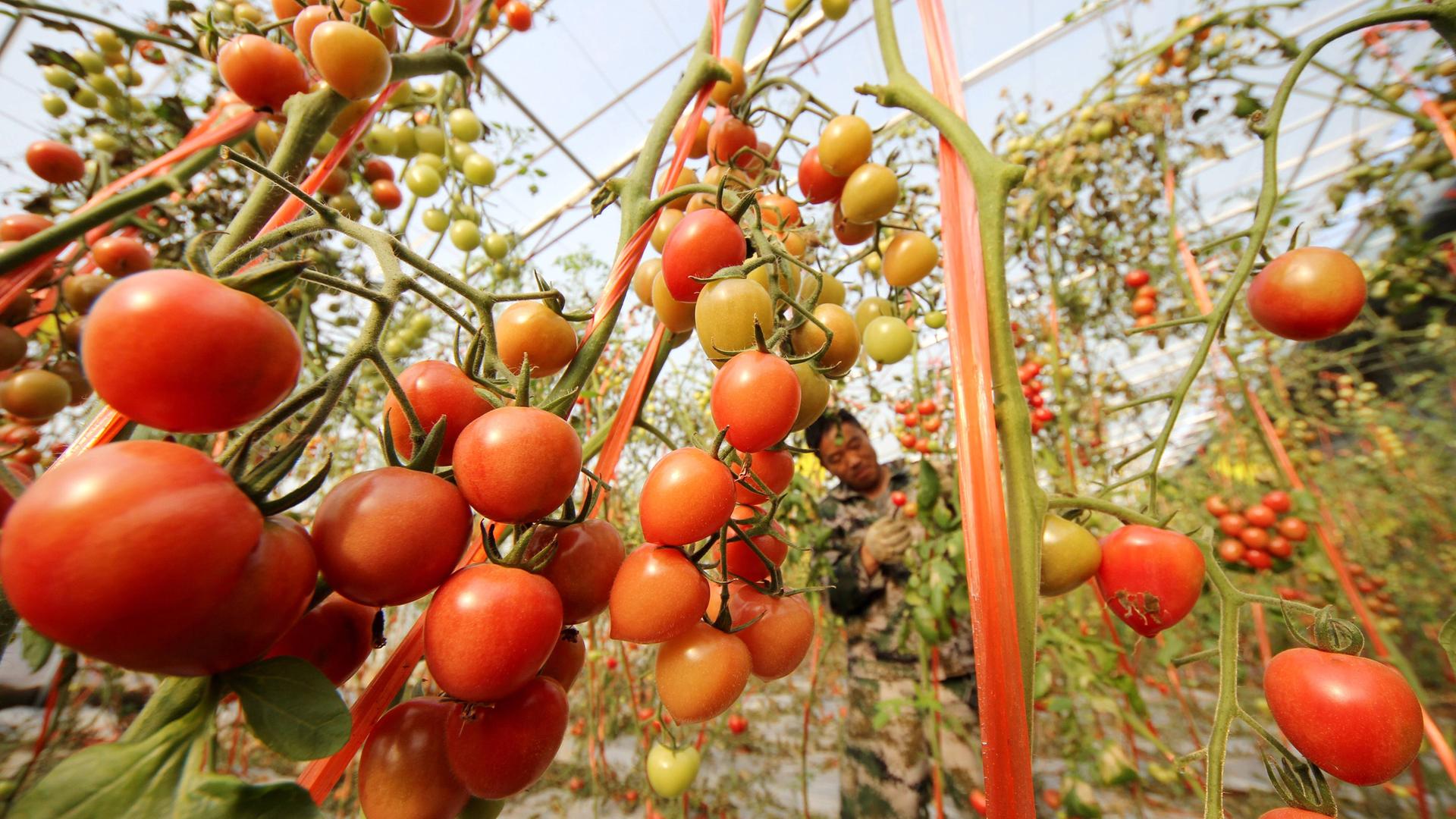 Karotten und Tomaten