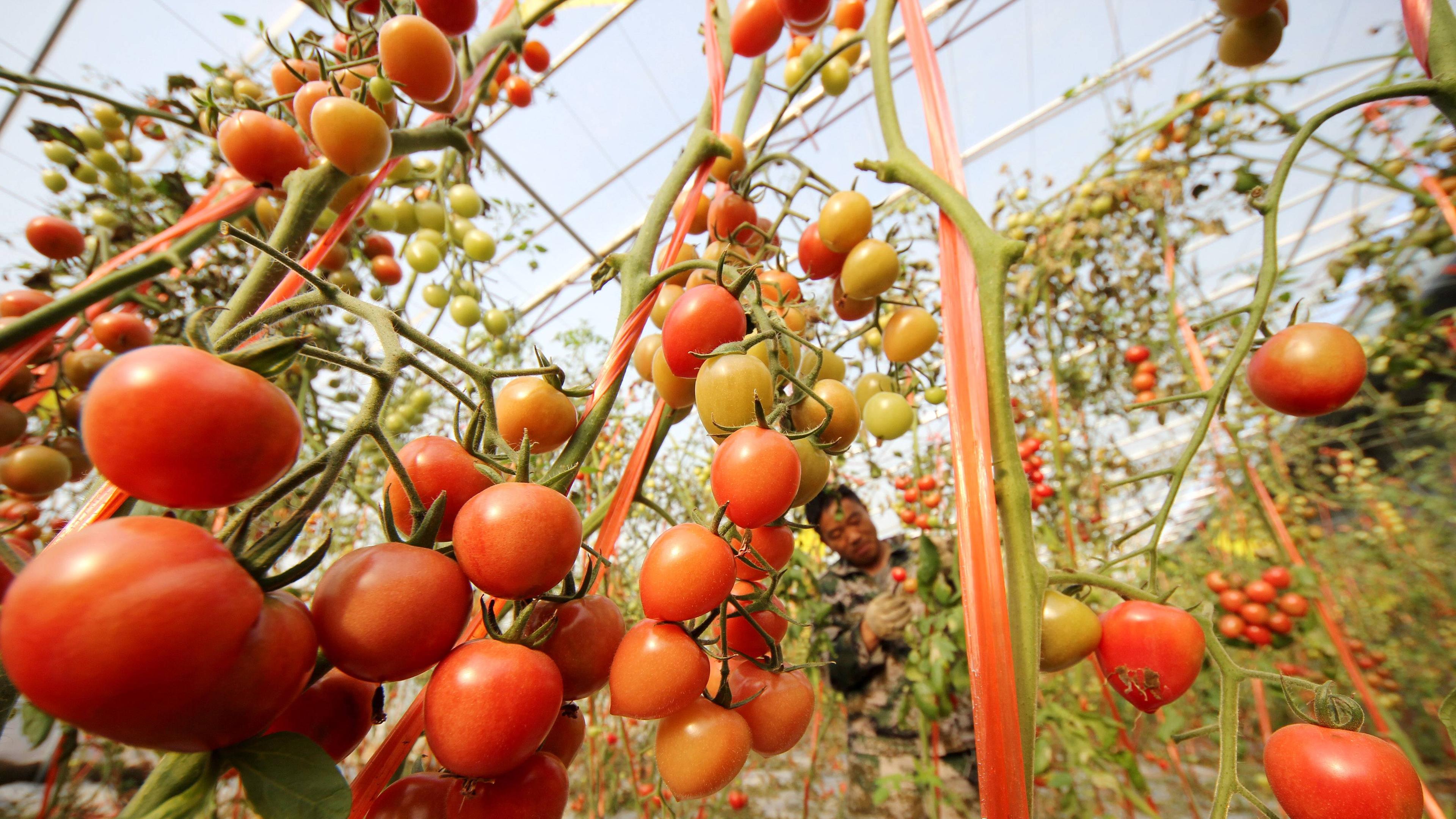 Karotten und Tomaten