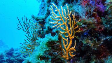 Im Schutzgebiet des französischen Porquerolles-Nationalparks sind Korallen zu sehen.