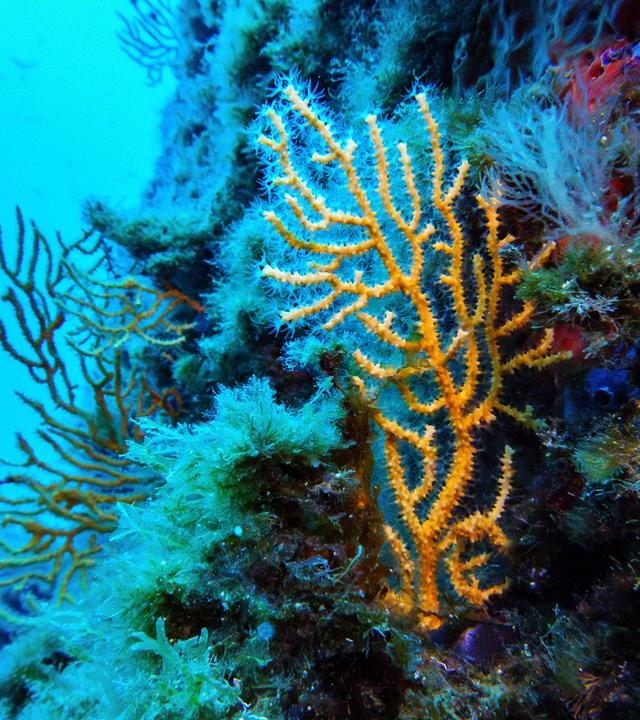 Im Schutzgebiet des französischen Porquerolles-Nationalparks sind Korallen zu sehen.