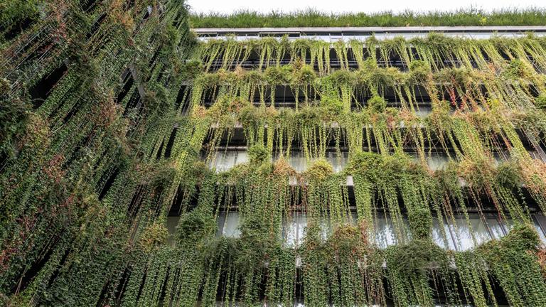 Begrüntes Gebäude in Calw