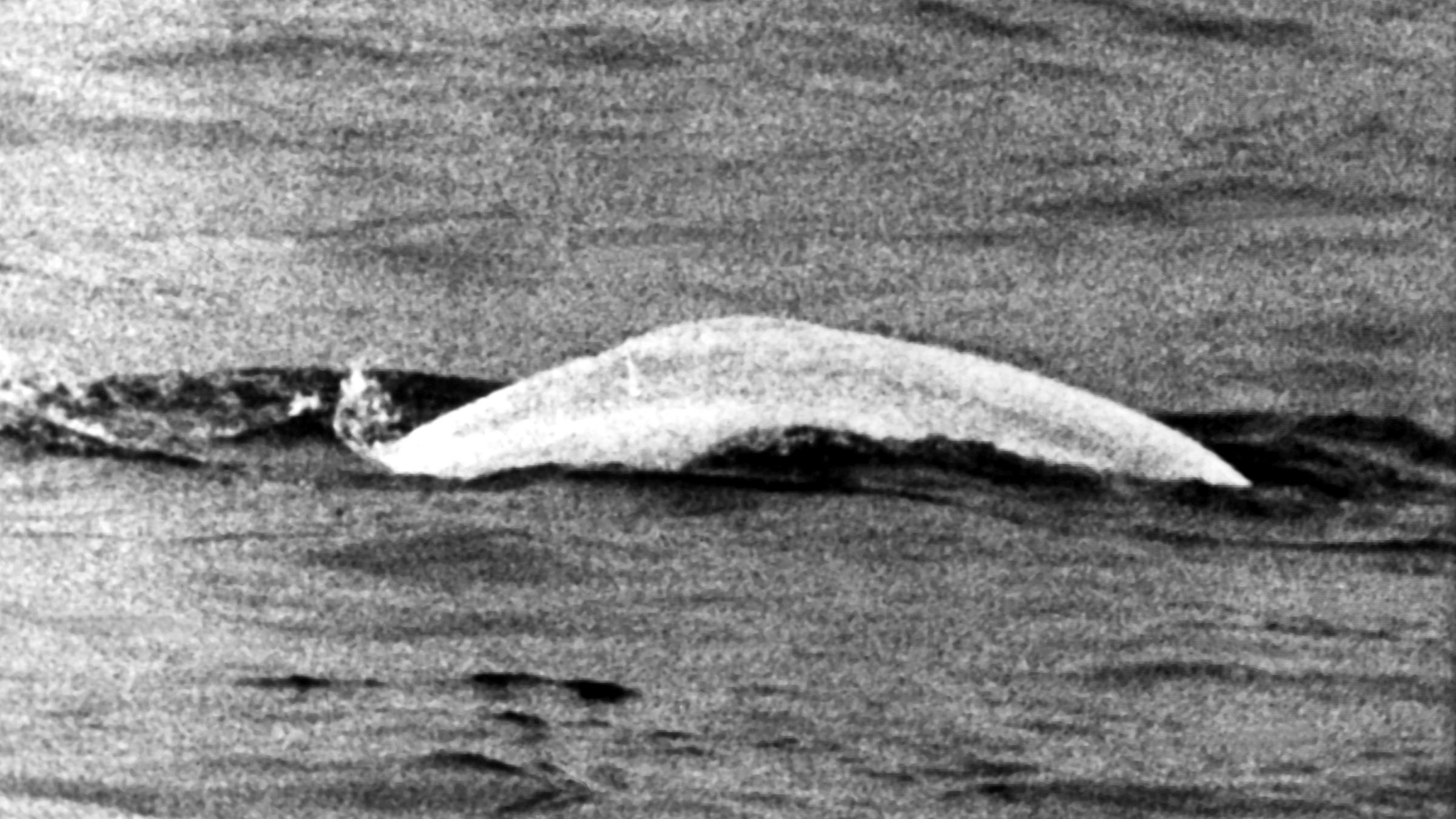 Beluga-Wal "Moby Dick" schwimmt 1966 im Rhein.