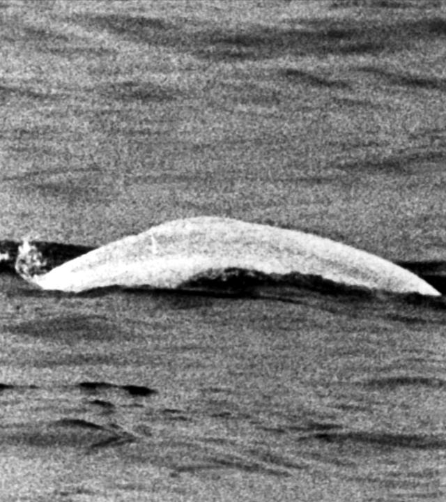 Der Rücken des Belugawals ragt aus dem Rhein