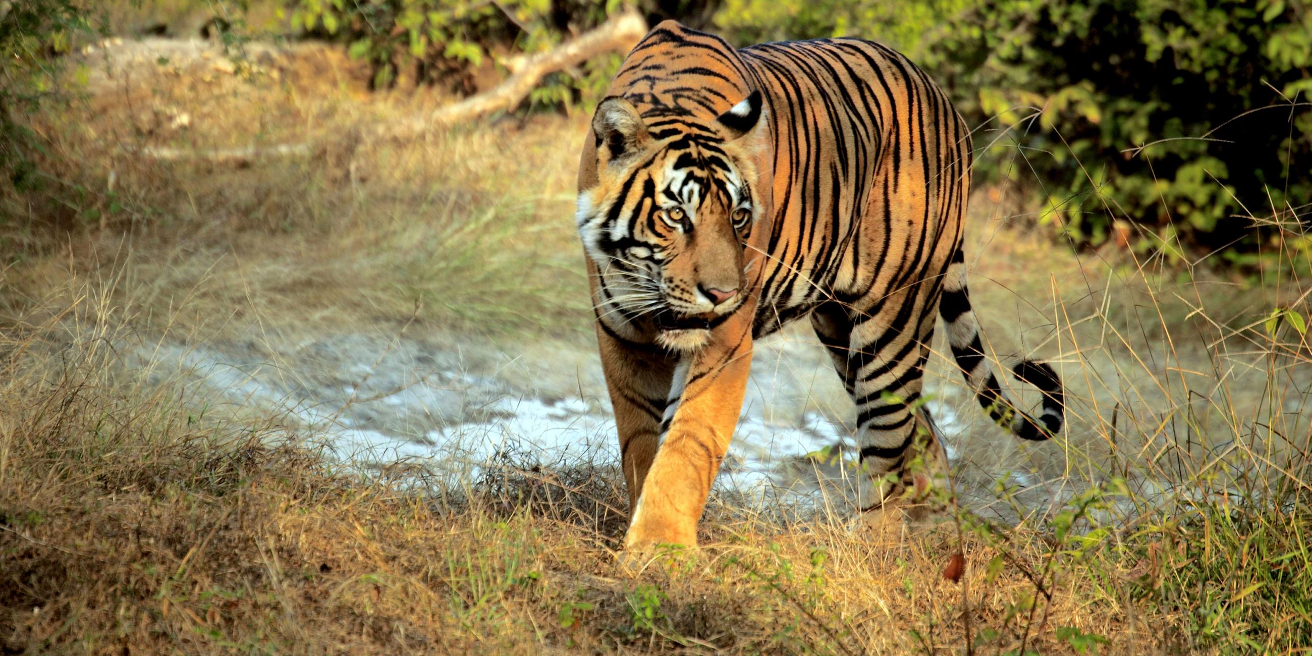 Bengalischer Tiger
