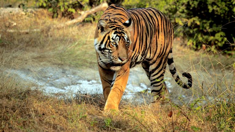 Bengalischer Tiger