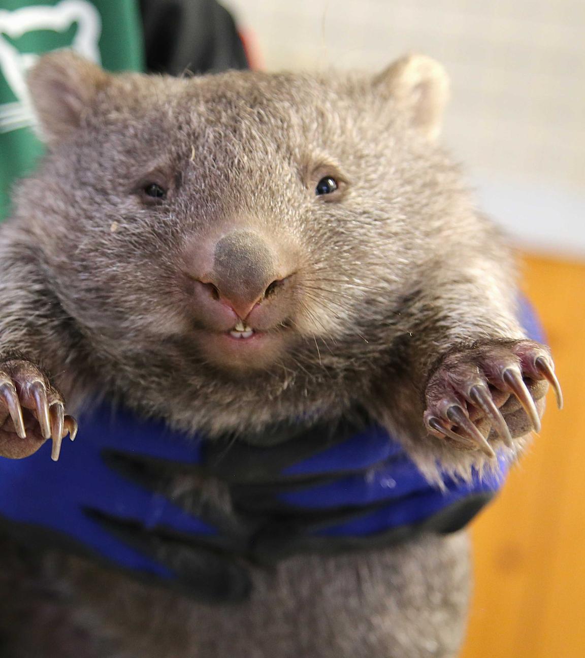 24.04.2026, Sachsen-Anhalt, Halle: Ein Wombat-Baby wird im Bergzoo Halle von Revierleiterin Kranich Revierleiterin gehalten.