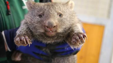 Nachwuchs bei Nacktnasenwombats