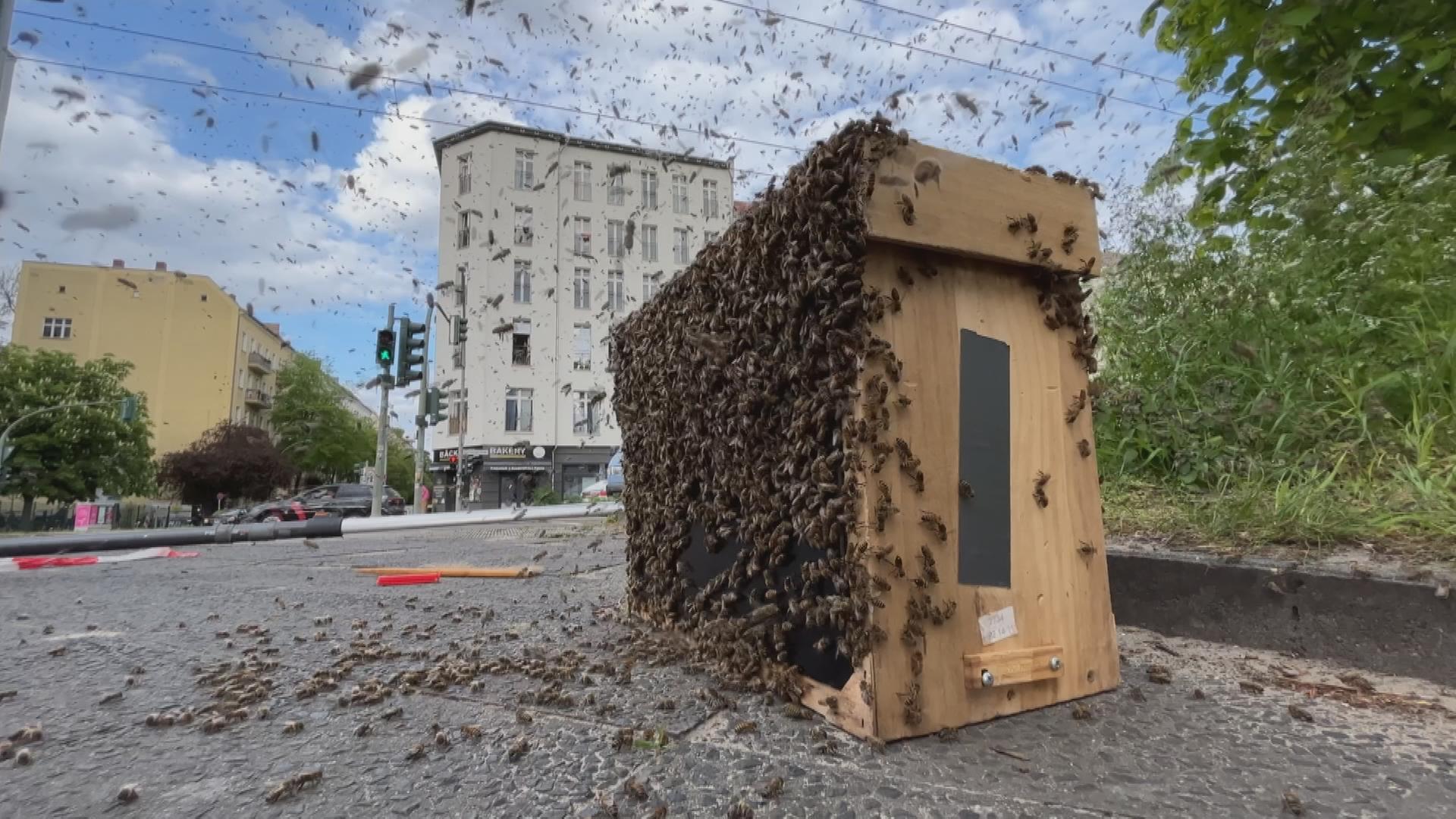 Bienenschwarm.